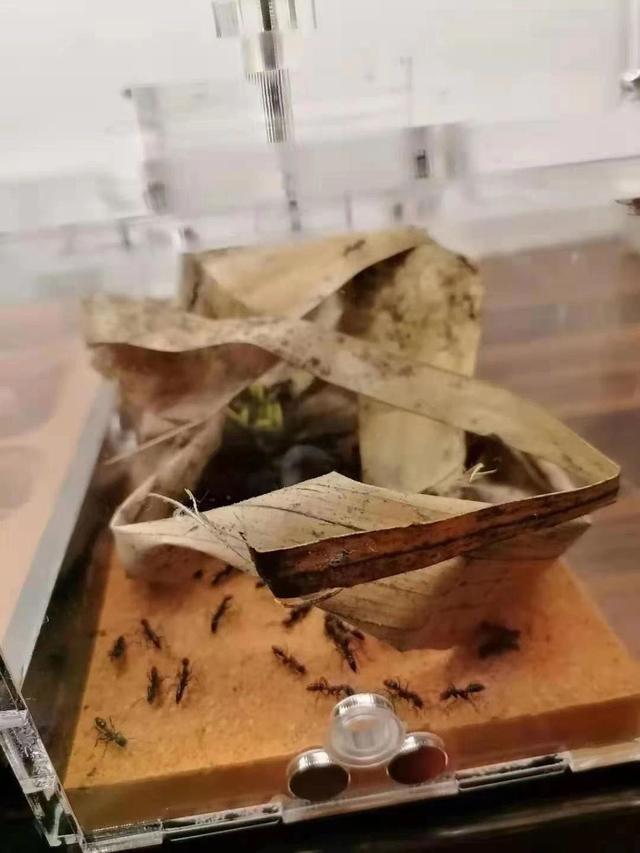 和孩子一起读书，养昆虫，认识大自然