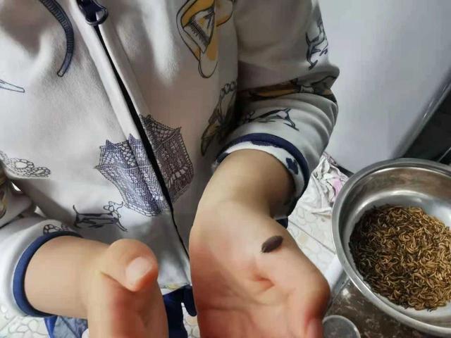 和孩子一起读书，养昆虫，认识大自然