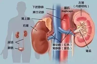 为何“尿毒症”越来越多？医生坦言：不是烟酒，多数是这3件事害的