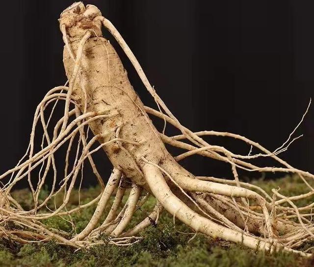 「中医药科普」吃参有讲究，你选对了吗？