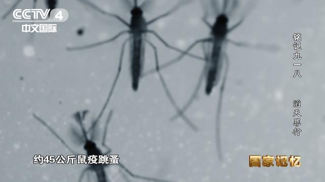 私家车贴“日本731部队必胜”？警方出手了