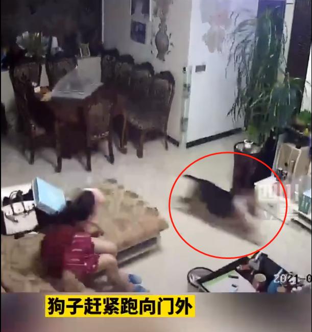 四川泸县地震时妻子反冲向屋内叫醒老公，狗被吓得冲出房间，网友：狗子靠不住