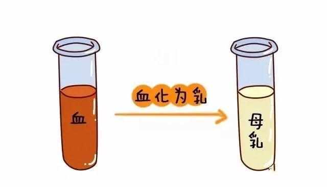 据传，母乳是血变得？