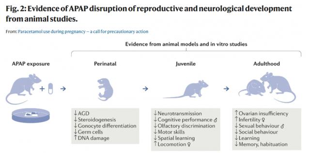 近百名科学家呼吁在怀孕期间谨慎使用对乙酰氨基酚