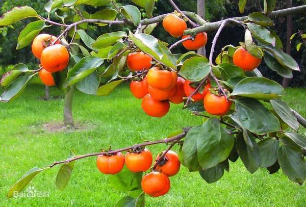 海鲜配维C变砒霜？被多次辟谣的“食物相克”咋还有人信