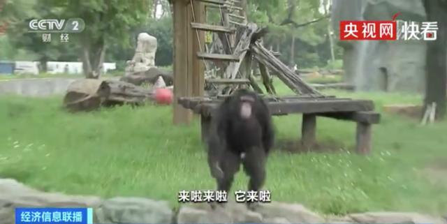 猩猩发飙朝人群丢东西，保育员：它跟游客学的…