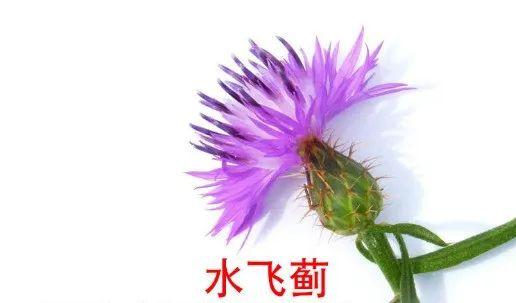 长期喝酒、熬夜太伤肝！这种药草，养肝降血脂