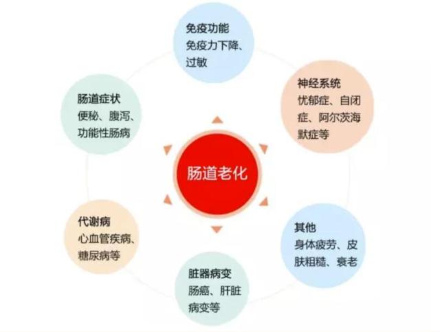 容易便秘、腹泻？小心肠道老化了！调理肠道两步走，为肠道“减龄”添活力