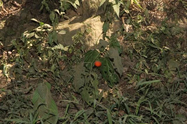 探索 申城这些外来的 牛姓 植物 你见过几种 今日热点