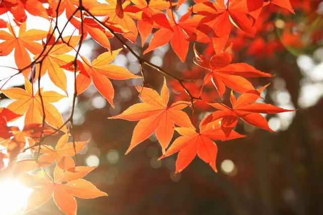 今日霜降 | 二十四节气里的中医智慧