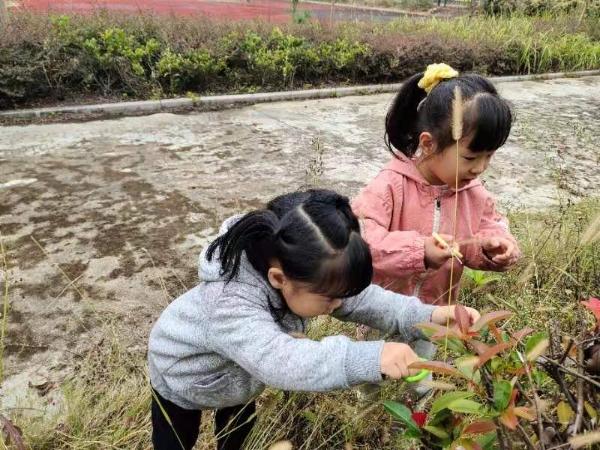 巍山中心幼儿园象岗园区：拾一抹秋色 绘绚丽秋景