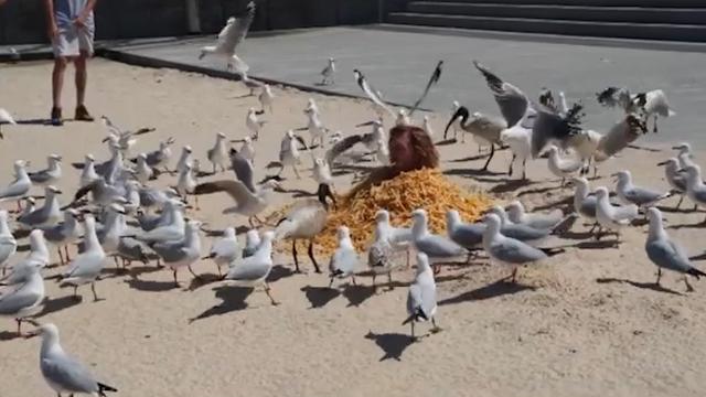 澳大利亚男子为搏眼球把自己埋在薯条堆里 引来大量海鸥抢食