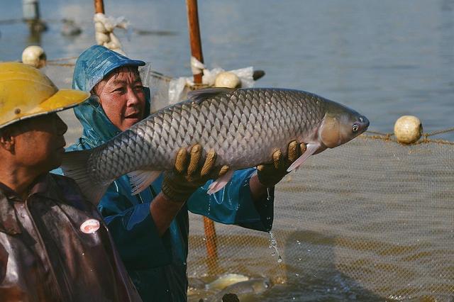 脆肉鲩为什么脆？