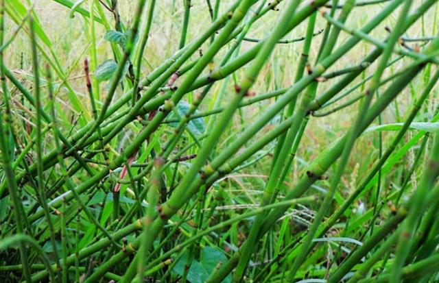 节节草是啥？提醒：中老年人用它泡脚，或能解决多年的“老问题”
