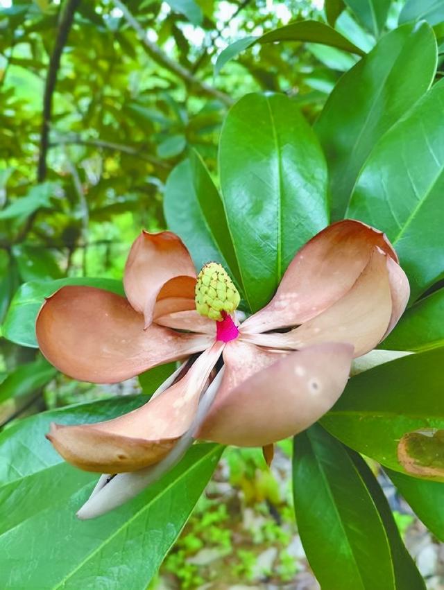 極度瀕危長梗木蓮引種11年後首次綻放 Kks資訊網