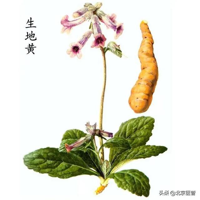 冬季皮肤干燥怎么办？药师推荐这几款中药