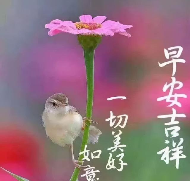 珍惜当下，恬淡随意地生活，便是浅浅的快乐，早安