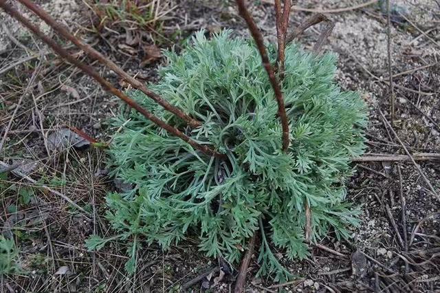 青蒿种植效益(野菜白蒿的功效)_手工miao