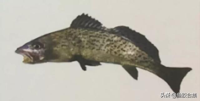 图文 赏谈赤嘴鳘鱼胶种类及作用 风干鳘鱼做法 Www Caipu56 Com