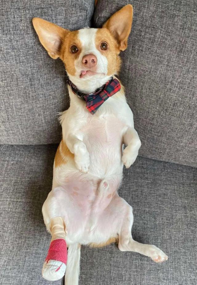 狗狗脚受伤哭到颤抖 可医生 你要来晚点 这伤口就愈合了 今日热点