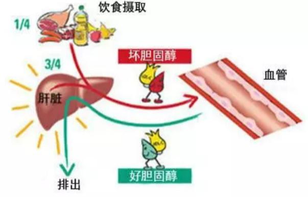 夜宵是怎么一步一步摧毁我们身体的？