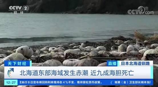 日本再现生态灾难 北海道90 海胆和2万条鲑鱼死亡 什么原因 新闻红