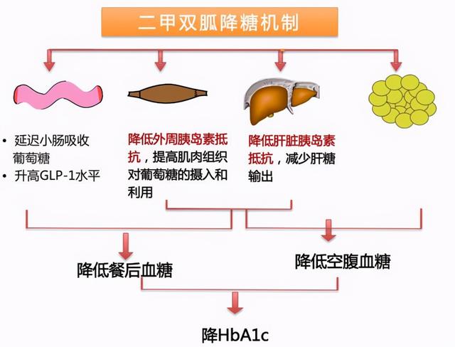 “降糖神药”二甲双胍怎么吃？饭前吃还是饭后吃？听听医生怎么说