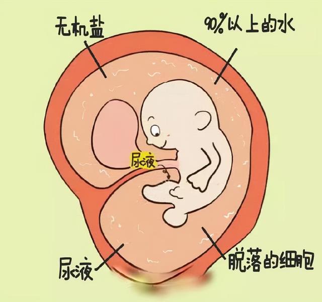心脏是怎么长大的：第1篇——你怀了个“脏”宝宝