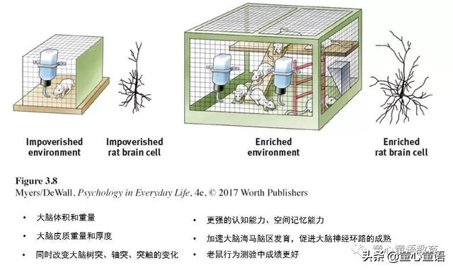 「童心童语分享」蒙台梭利教育与表观遗传学原来有这么密切的联系