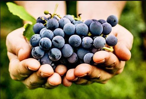 想吃水果又怕血糖升高？这篇关于水果的糖分剖析请务必收藏