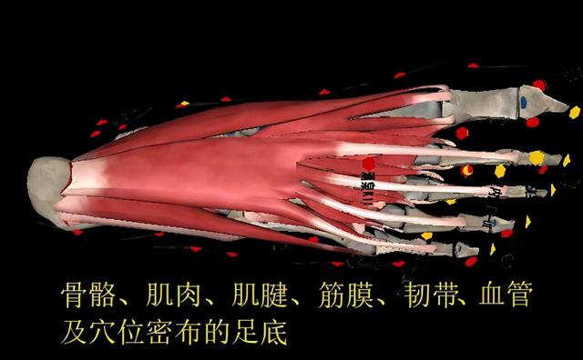 足底按摩真的有用吗