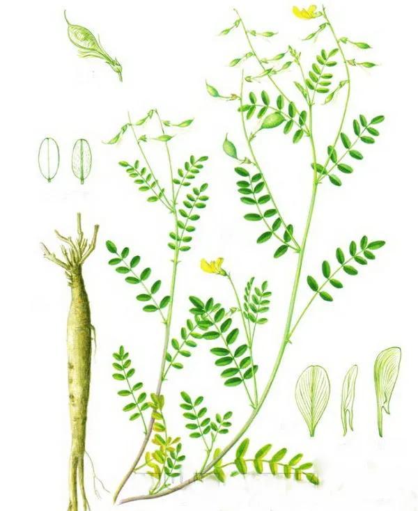 可以增强人体免疫力的中药方子——玉屏风散