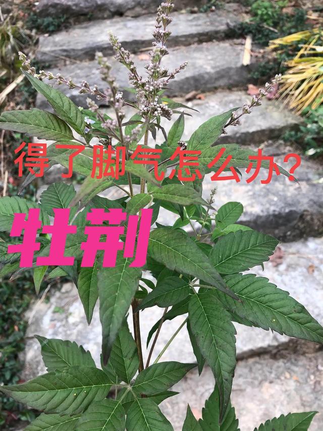 治脚气，可以试试民间常见植物-牡荆