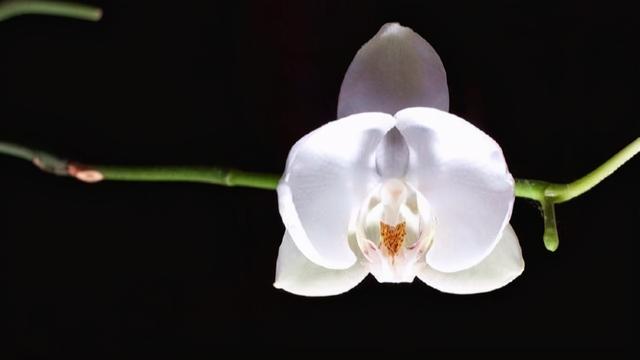 什么叫白眼狼（白眼狼的人有哪些特征）