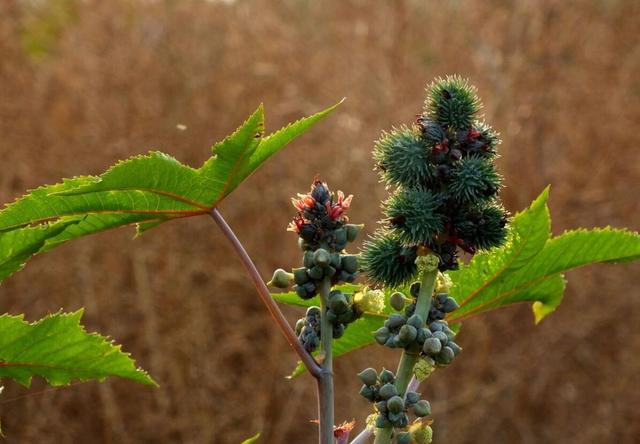成人吃50g鲜黄花菜就可能中毒！菜无毒，毒怎么来的，如何避免？