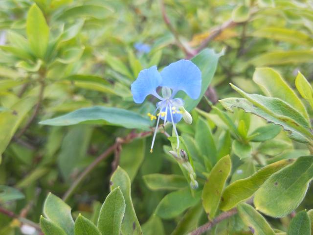 中医健康日记：在古代，中医是如何治疗阑尾炎的？