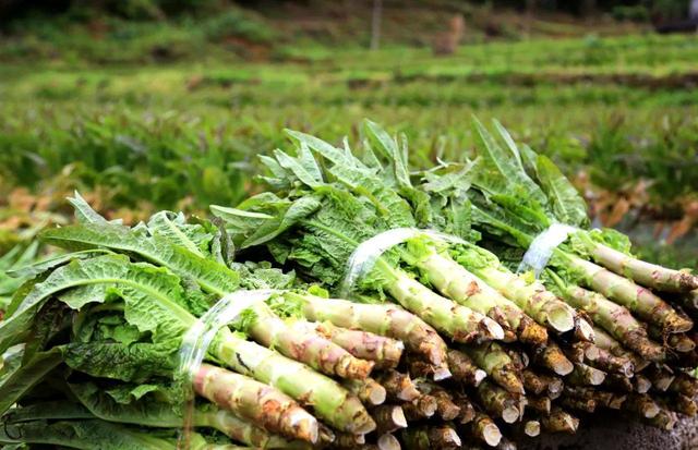 《本草纲目》中的“千金菜”，钾含量极高，孩子常吃个子高又聪明