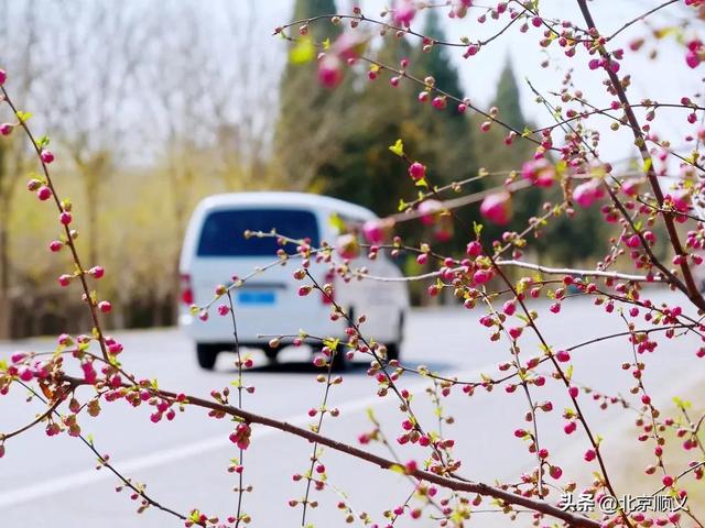 春风十里寻花路，顺义最美四月天