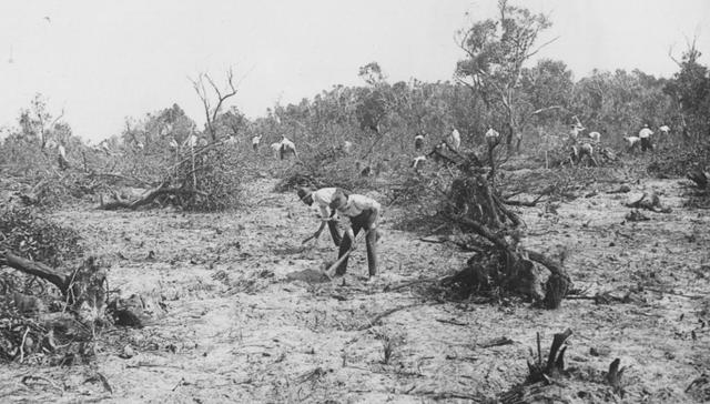 1932年人类一败涂地！澳大利亚的鸸鹋战争，机关枪都无法镇邪-第7张图片-9158手机教程网