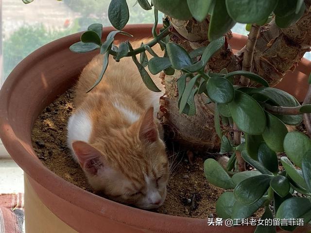 花盆里长猫了 全网搜