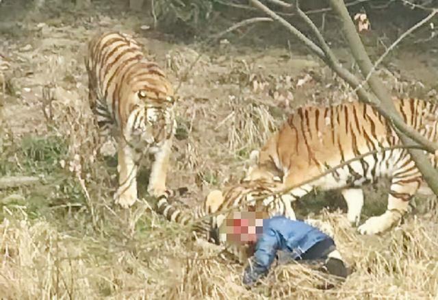 老虎咬死游客事件 幸存者 至今没有工作 最大心愿是整容 全网搜