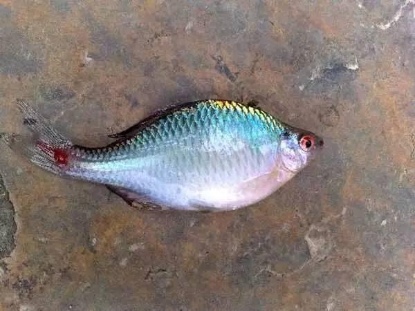 鱼从鱼缸里跳出来怎么急救（观赏鱼跳缸后怎么处理）