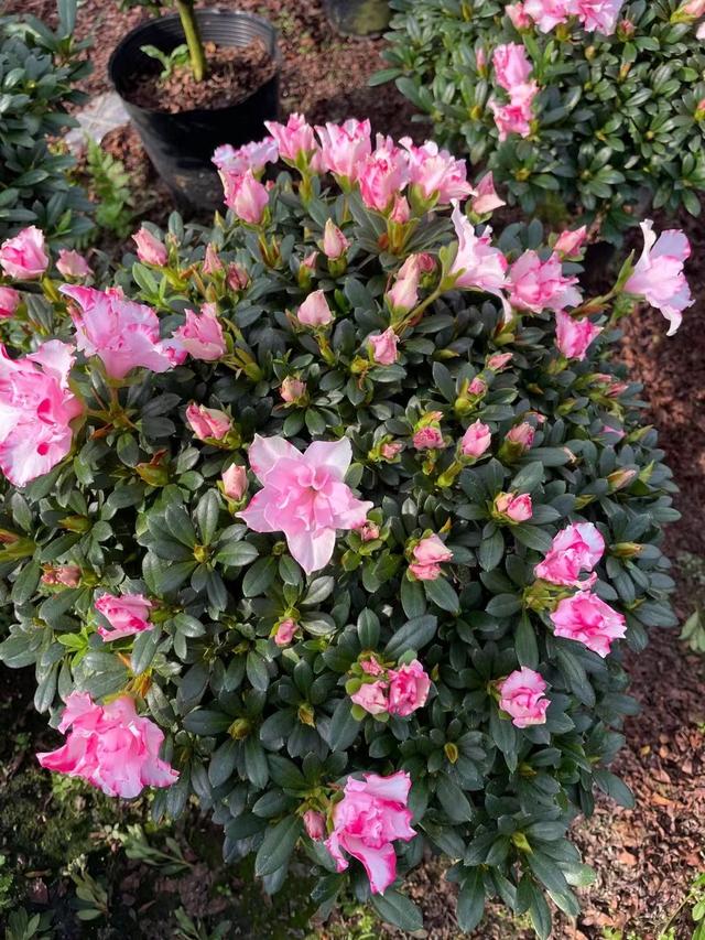 5种花太败好感 坏毛病太多 到底该不该扔 全网搜