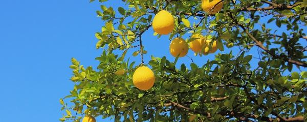 柚子树开花如何管理 蜂蜜柚子茶