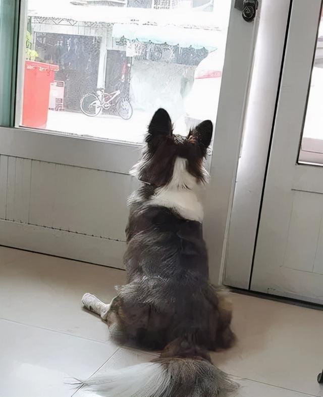 邊境牧羊犬身高不太對 正面萌照小短腿曝身份 Kks資訊網
