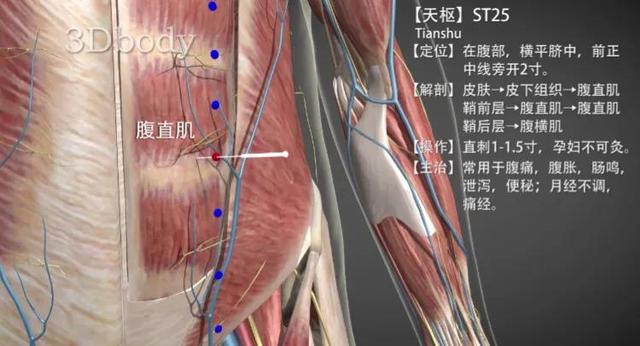 天枢穴—调理肠胃