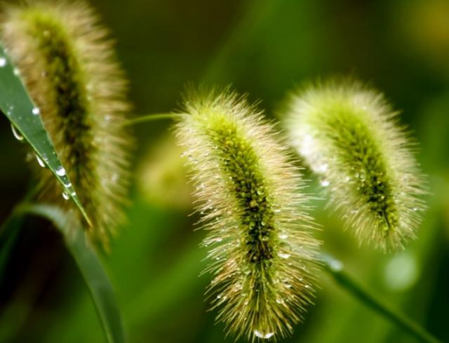 狗尾草其实是个宝，狗尾草的5大功效，你知道吗？下次别错过