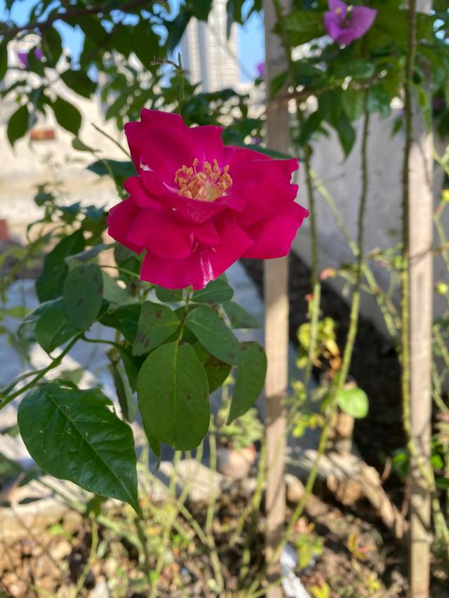 秋日里的第一朵月季