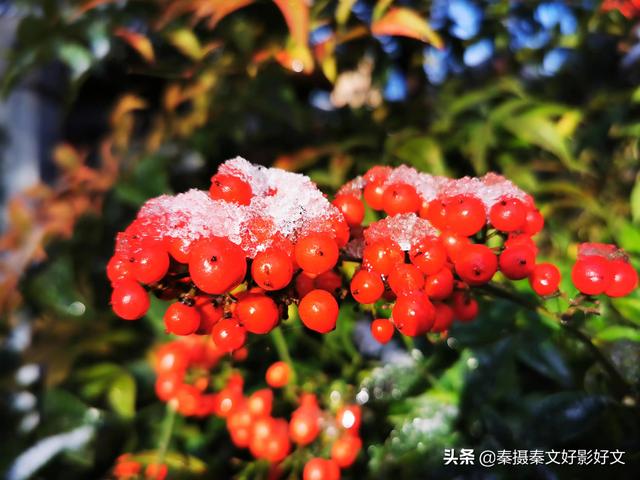 雪中红豆最相思