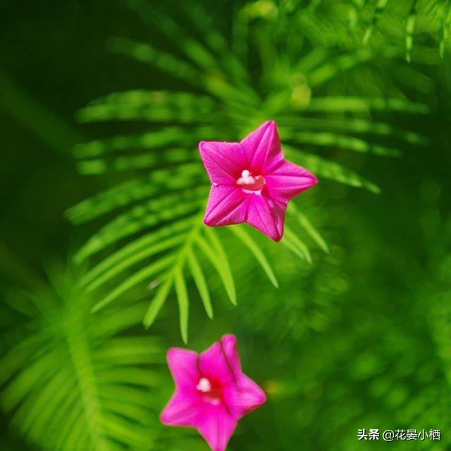 儿时的星星花 这样养 一棵爬满你家整个篱笆墙 今日热点